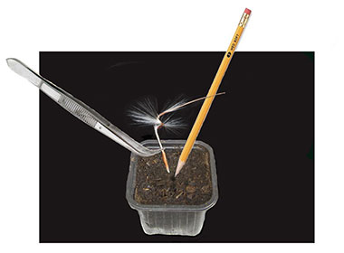 ‘Natures ’way is to make a small hole in your starting mix with a pencil and holding the seed with the spiral ‘wing’ attached, place it seed first in the hole using tweezers. The seed will start germinating in about 10 days with some seeds taking as long as a month. This is the fun way!